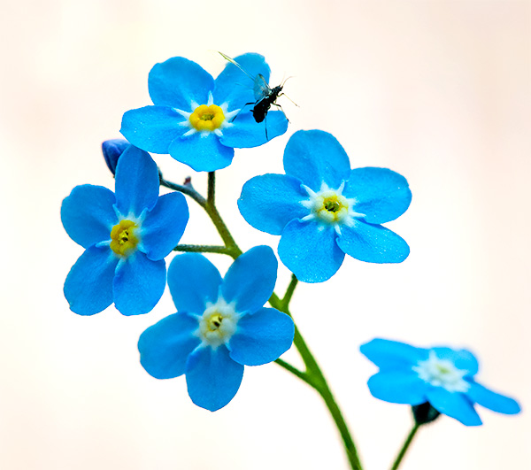 Forget-me-not and insect